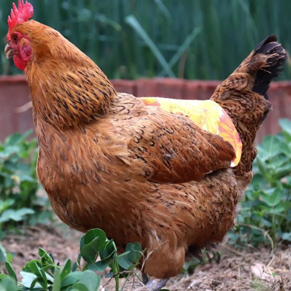 Fjerkræ Kylling Sadel Forklæde, (Solsikke)) sikkerhedsvest til kylling