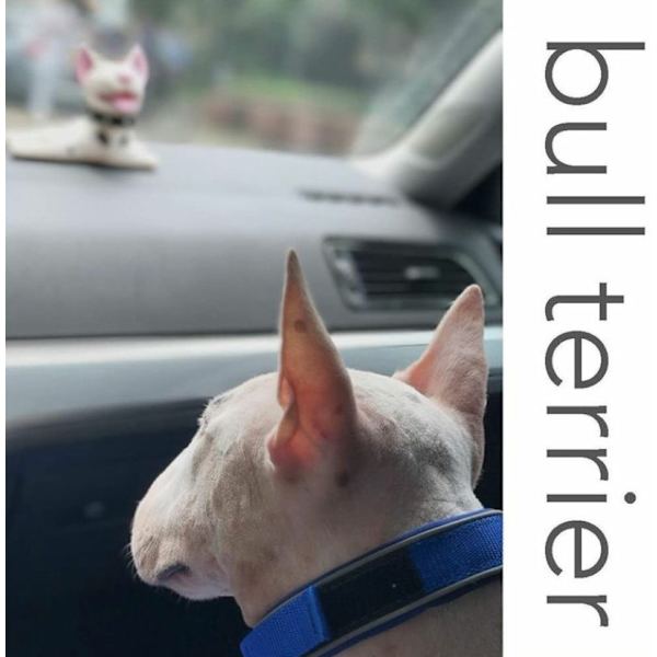 Khaki dørstopper i form av en hund, dørstopper, dekorativ dørstopper for dyr, bull terrier