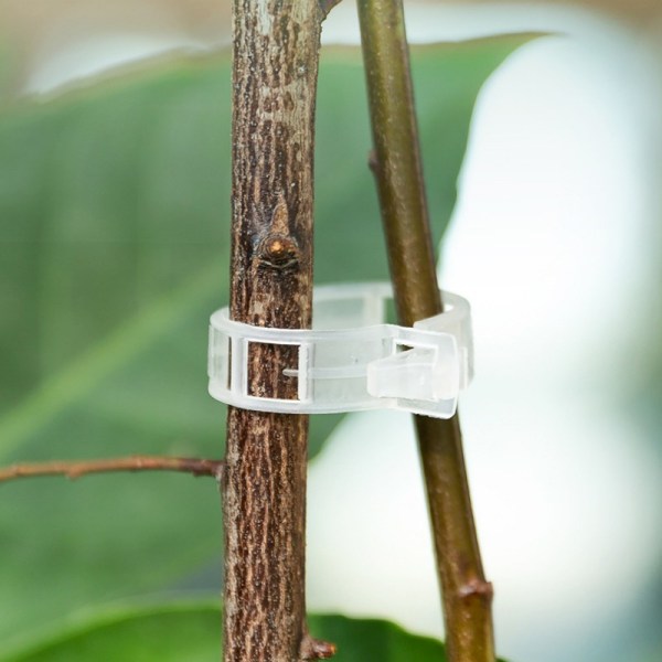 Planteklemmer til plantestøtte/espalier 100-pak Transparent Gennemsigtig
