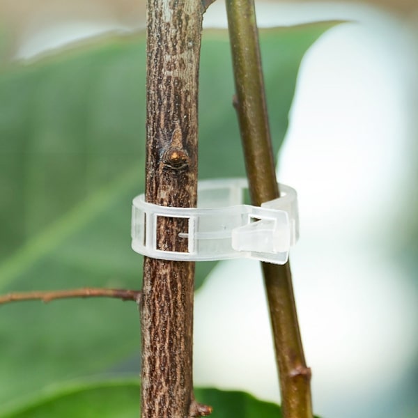 Växtklämmor för plantstöd/spaljé 100-pack Transparent Gennemsigtig