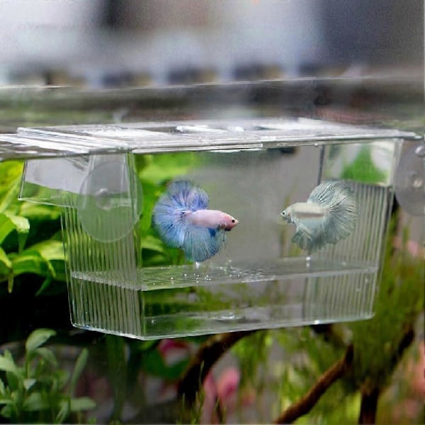 20*10*10cm Akvarium Fisk Ynglekasse, Akryl Inkubator Tank med Sugekopper til Rejeudrugning