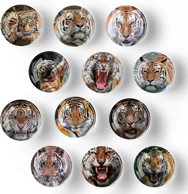 Sæt med 12 Glas Køleskabsmagneter - 35mm (Tiger)