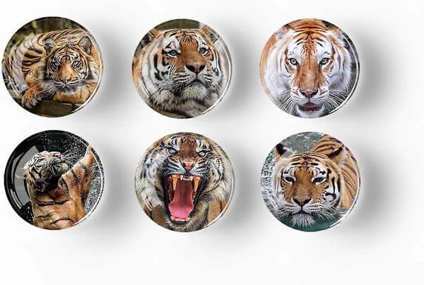Sett med 12 Glasskjøleskapsmagneter - 35mm (Tiger)