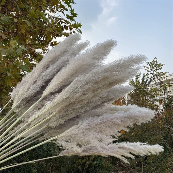 Naturligt torkat knippe 80 cm Gräsrör Naturlig torkad blomma