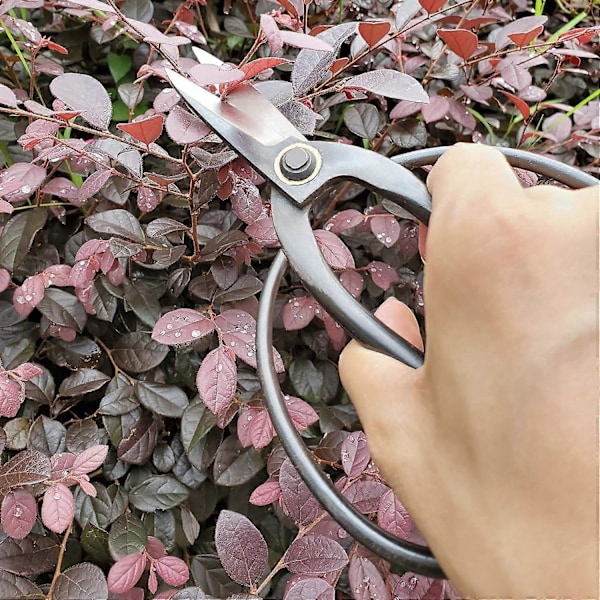 Professionell Bonsaisax för trimning av växter och arrangering av blommor, 18,5 cm