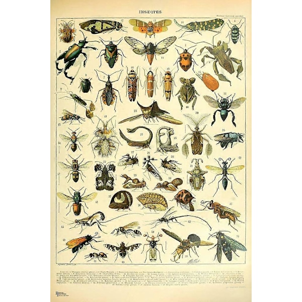 Retro Botanisk Natur Dyr Vintage Æstetisk Indie Indretning Naturvidenskabelig Uddannelse Cool Vægkunst Plakat til Kollegie Soveværelse 24x36