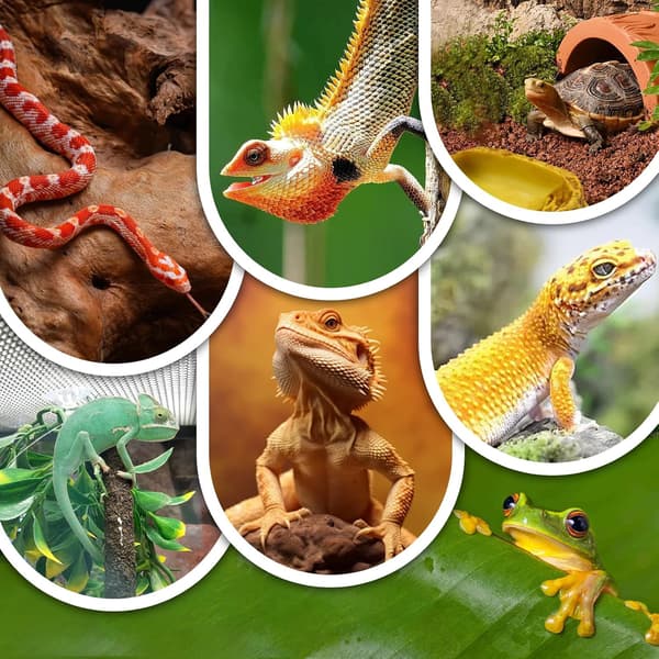 Varmelampe til skildpadder, E27 terrarium varmelampe med timer