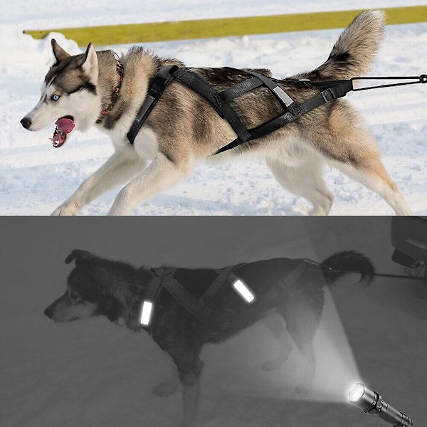 (Musta L) Koiravaljakko Vetovaljaat Heijastavat Lemmikkien Koulutukseen
