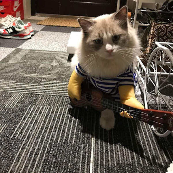 Halloween Hund Kostymer Husdjur Julfest Outfit Katt Cosplay Kläder Rolig kostym Playing guitar not include wig M