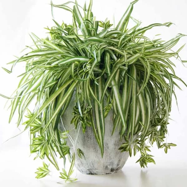Stor kunstig edderkoppeplante buket 60 cm vægdekoration silke blade rustik 1 stk