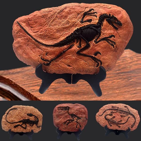 Dinosauriefossil Harts Prydnad Studie Vardagsrumsinredning med Stativ Stil D 1st