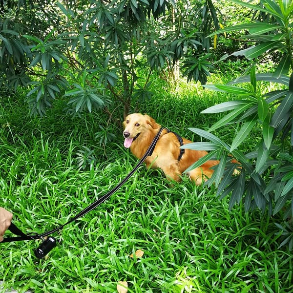Hundetreningstau Reflekterende Dobbelthåndtak Lang Kort Kontroll Medium Stor Svart