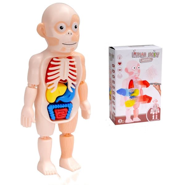 Ihmiskehon anatomiamalli Pedagogiset lelut Elinyhteys