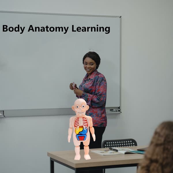 Ihmiskehon anatomiamalli Pedagogiset lelut Elinyhteys