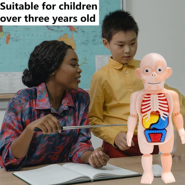 Ihmiskehon anatomiamalli Pedagogiset lelut Elinyhteys
