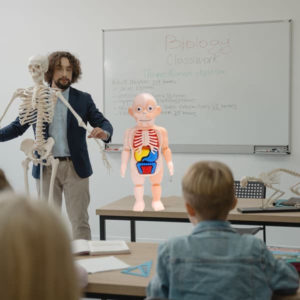 Ihmiskehon anatomiamalli Pedagogiset lelut Elinyhteys