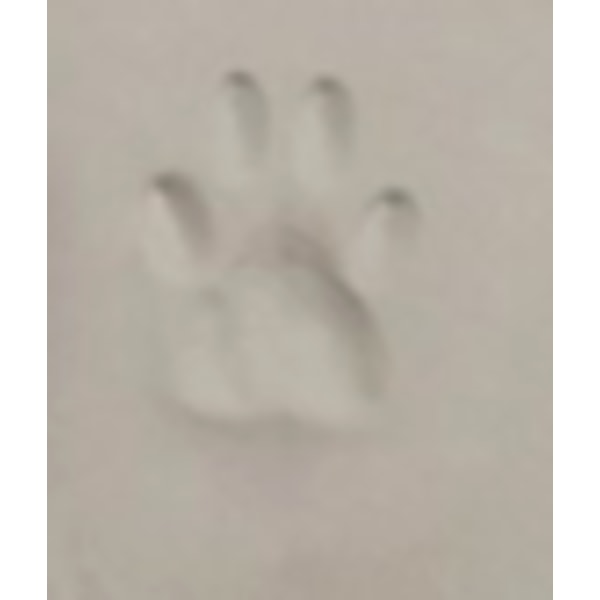 Katt eller Hund hand- fotavtryck unik minne olika färger lera flerfärgad