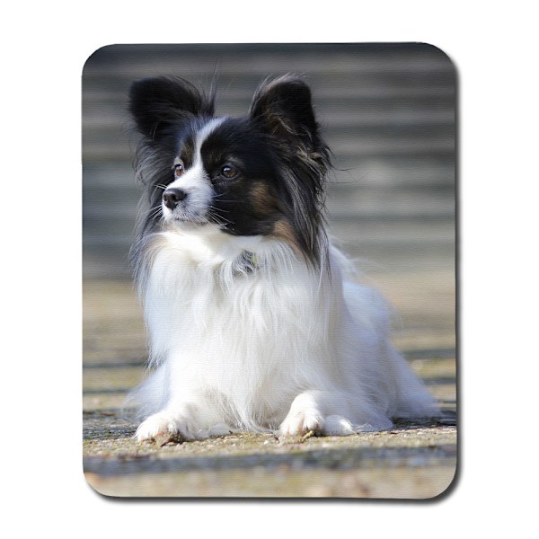 Papillon Hund Musmatta multifärg one size