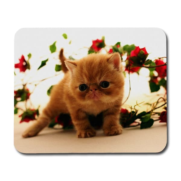 Exotic Katt Musmatta