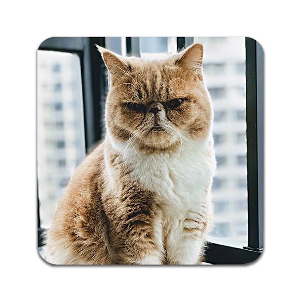 2 ST Katt Exotic Underlägg