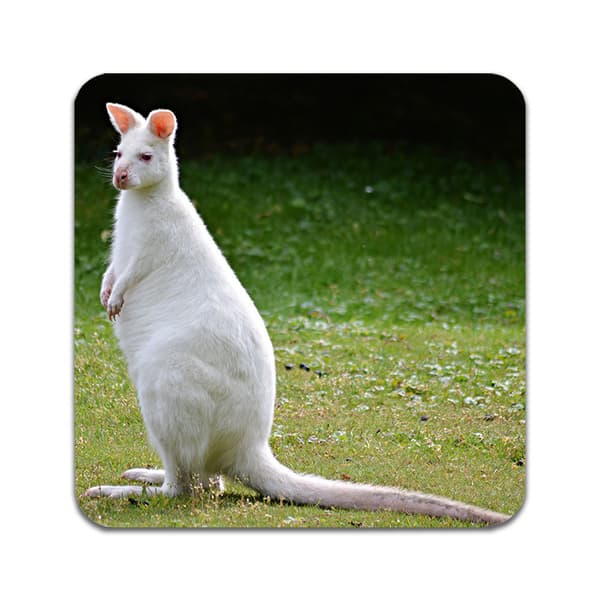 2 ST Känguru Underlägg