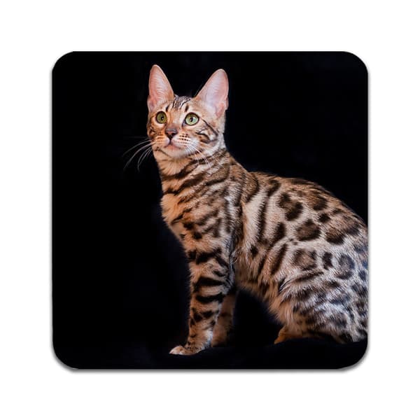 2 ST Katt Bengal Underlägg