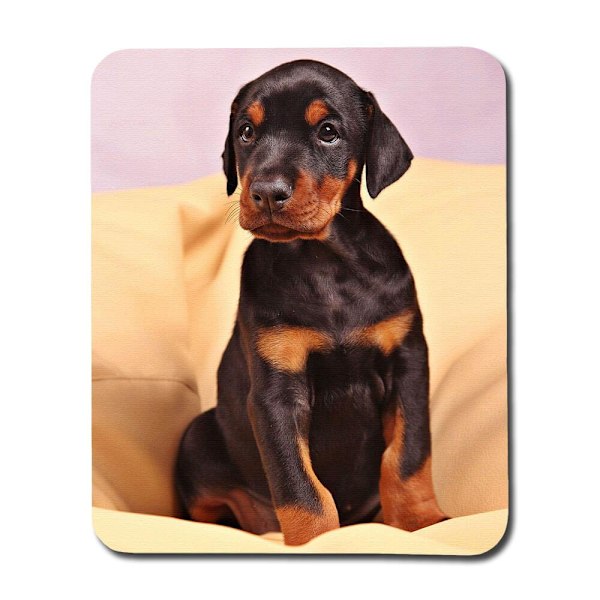 Dobermann Valp Musmatta
