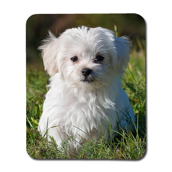 Maltese Valp Musmatta