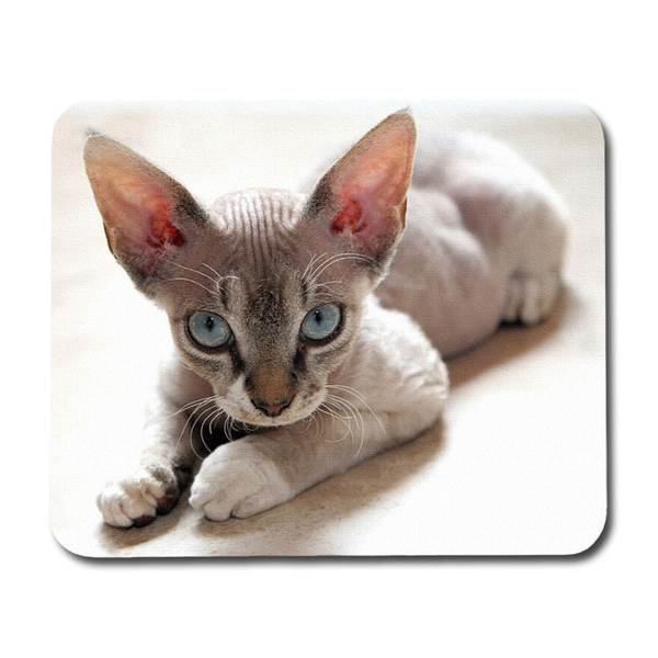 Devon Rex Musmatta