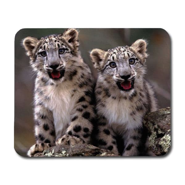 Snöleopardungar Musmatta