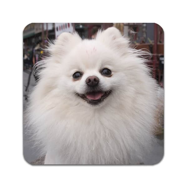 4 ST Hund Pomeranian Underlägg