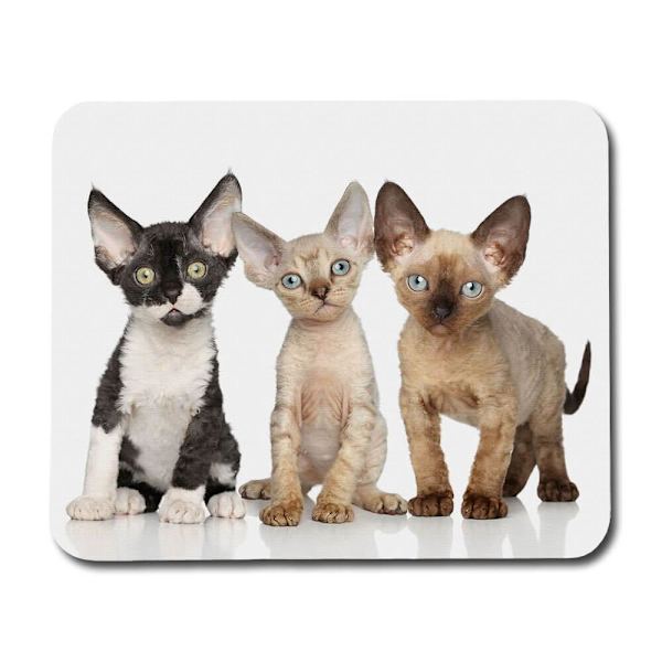 Devon Rex Katter Musmatta