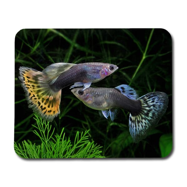 Guppy Musmatta
