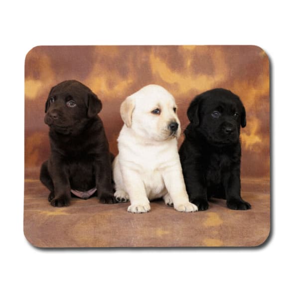 Labrador Valpar Musmatta