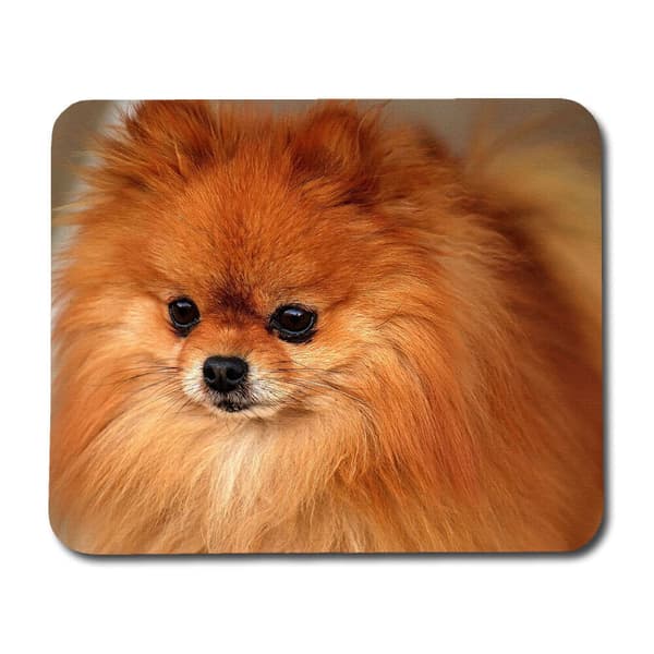 Hund Pomeranian Musmatta