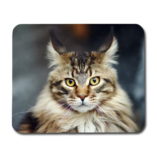 Maine Coon Musmatta