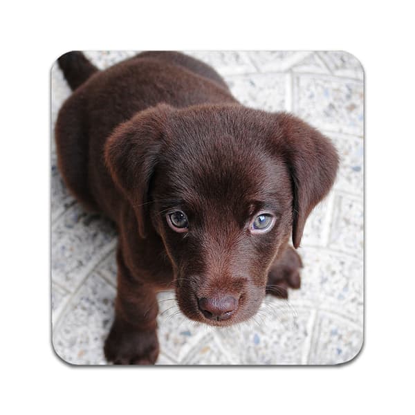 4 ST Hund Labrador Underlägg