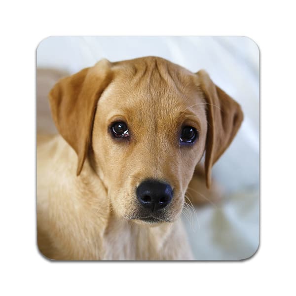 2 ST Hund Labrador Valp Underlägg