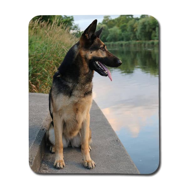 Tysk Schäferhund Musmatta