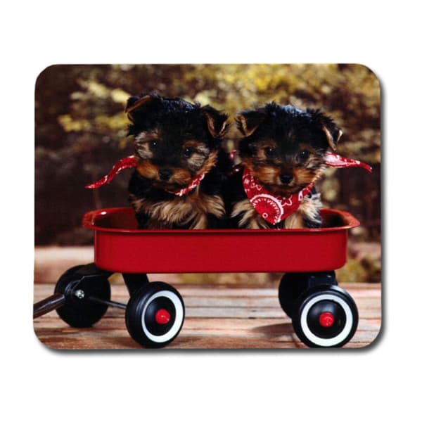 Yorkshireterrier Valpar Musmatta