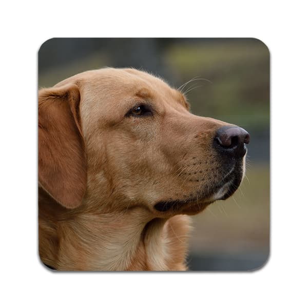 4 ST Hund Labrador Underlägg