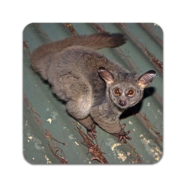2 ST Bush Baby Underlägg