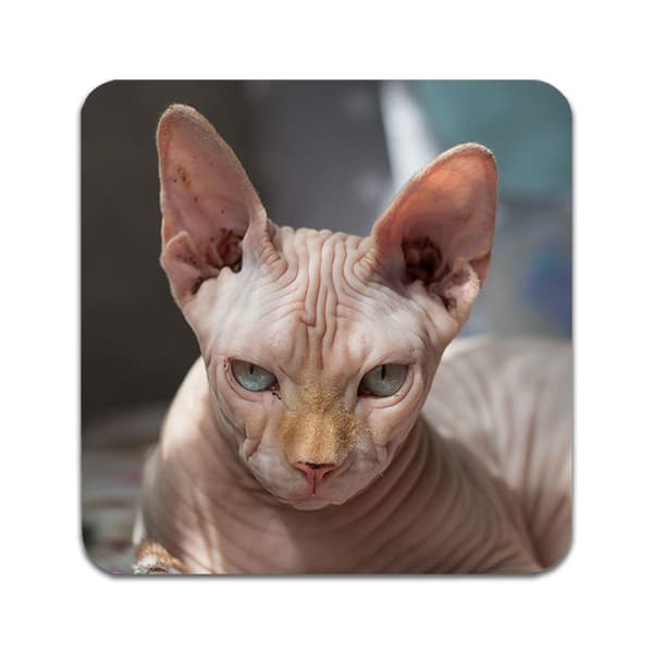 2 ST Katt Sphynx Underlägg