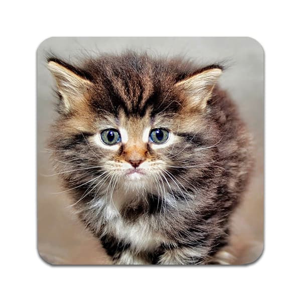 2 ST Maine Coon Kattungar Underlägg