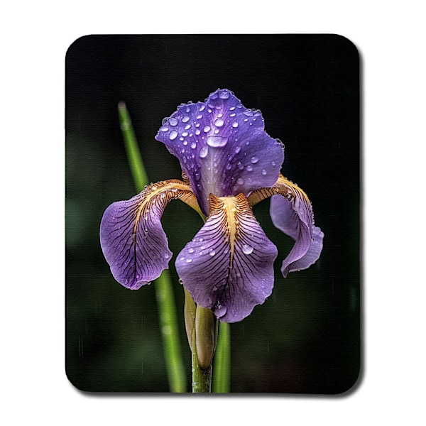 Blomma Iris Musmatta