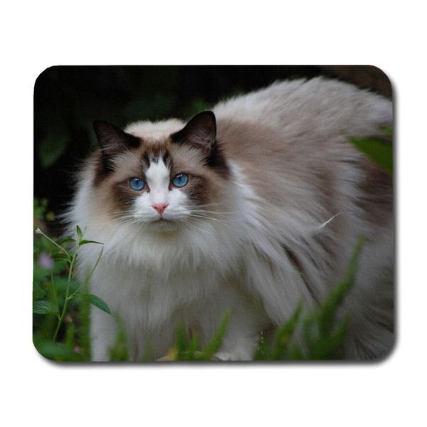 Ragdoll Musmatta