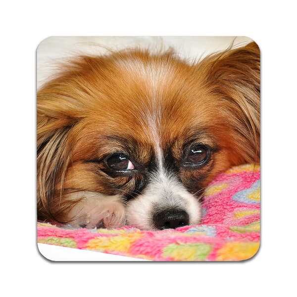 2 ST Hund Papillon Underlägg