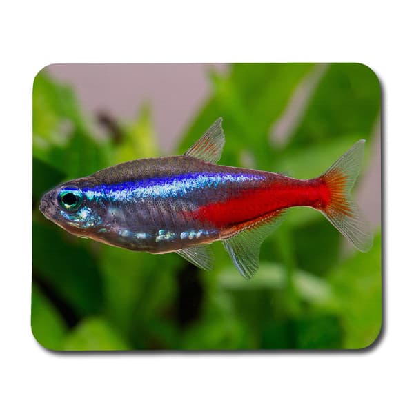 Neontetra Musmatta