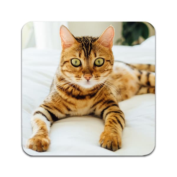 2 ST Katt Bengal Underlägg