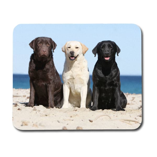 Hund Labrador Musmatta